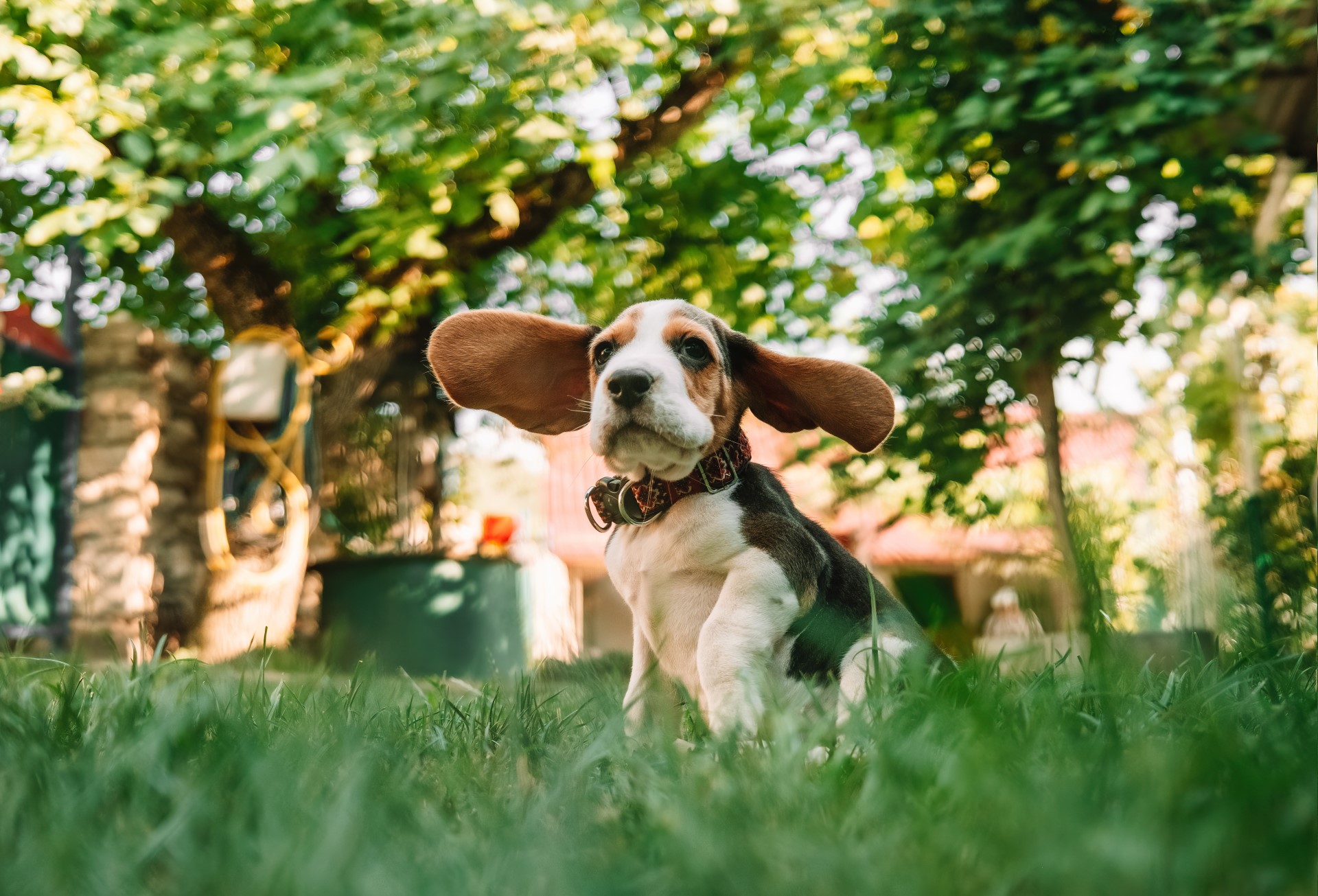 Photo d'un beagle