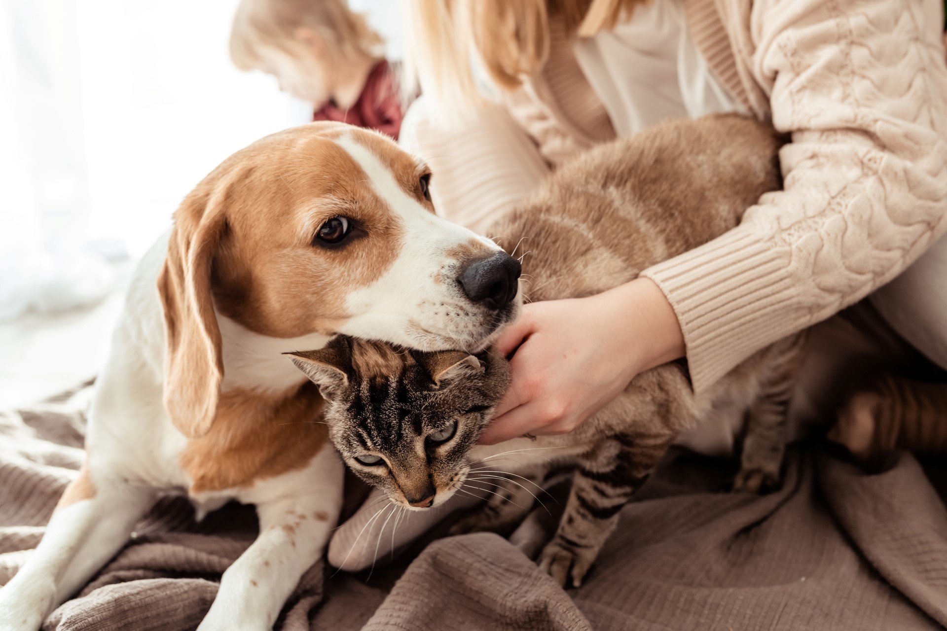 Photo d'un chien et d'un chat