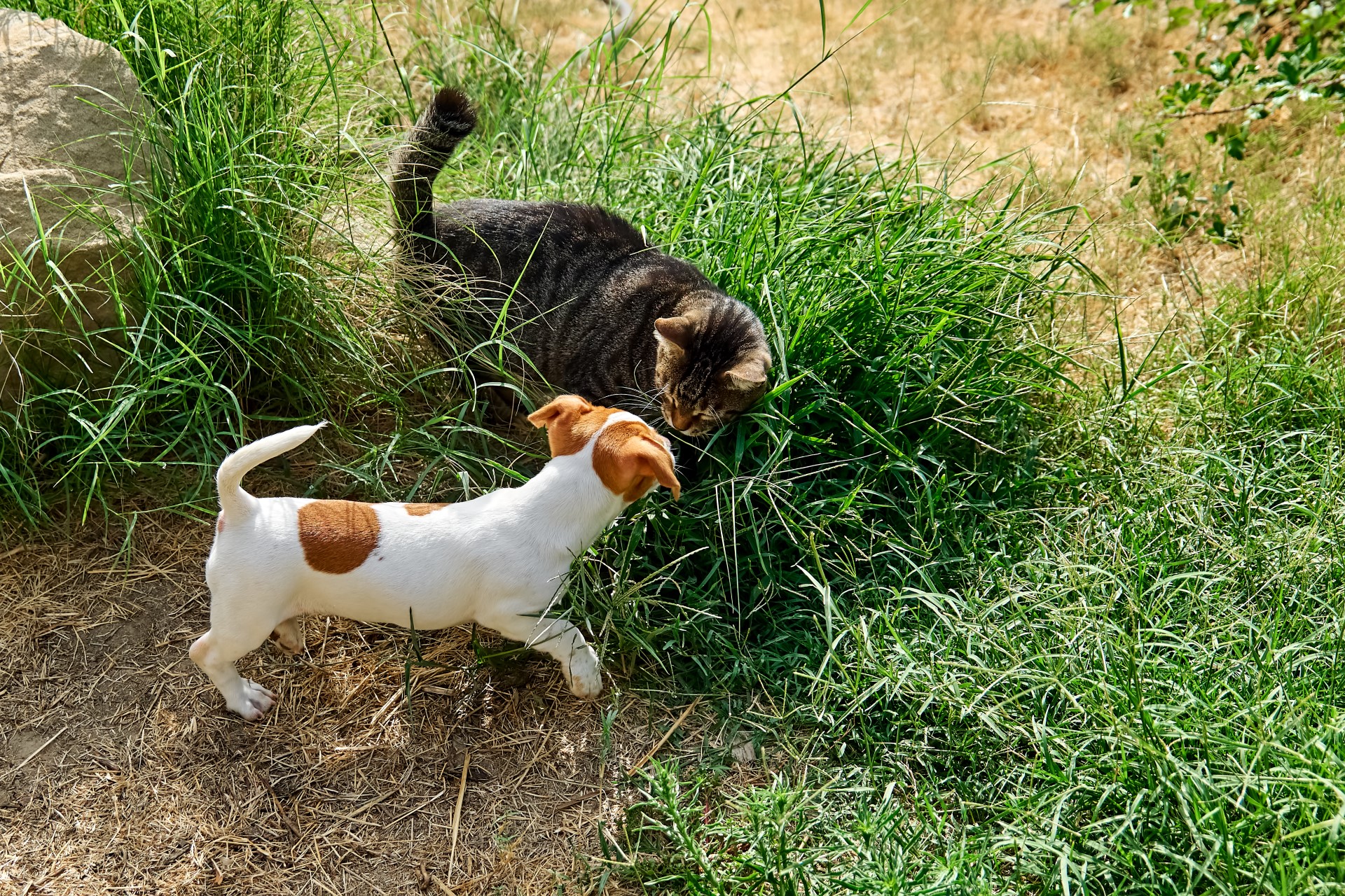 Photo d'un Jack Russel