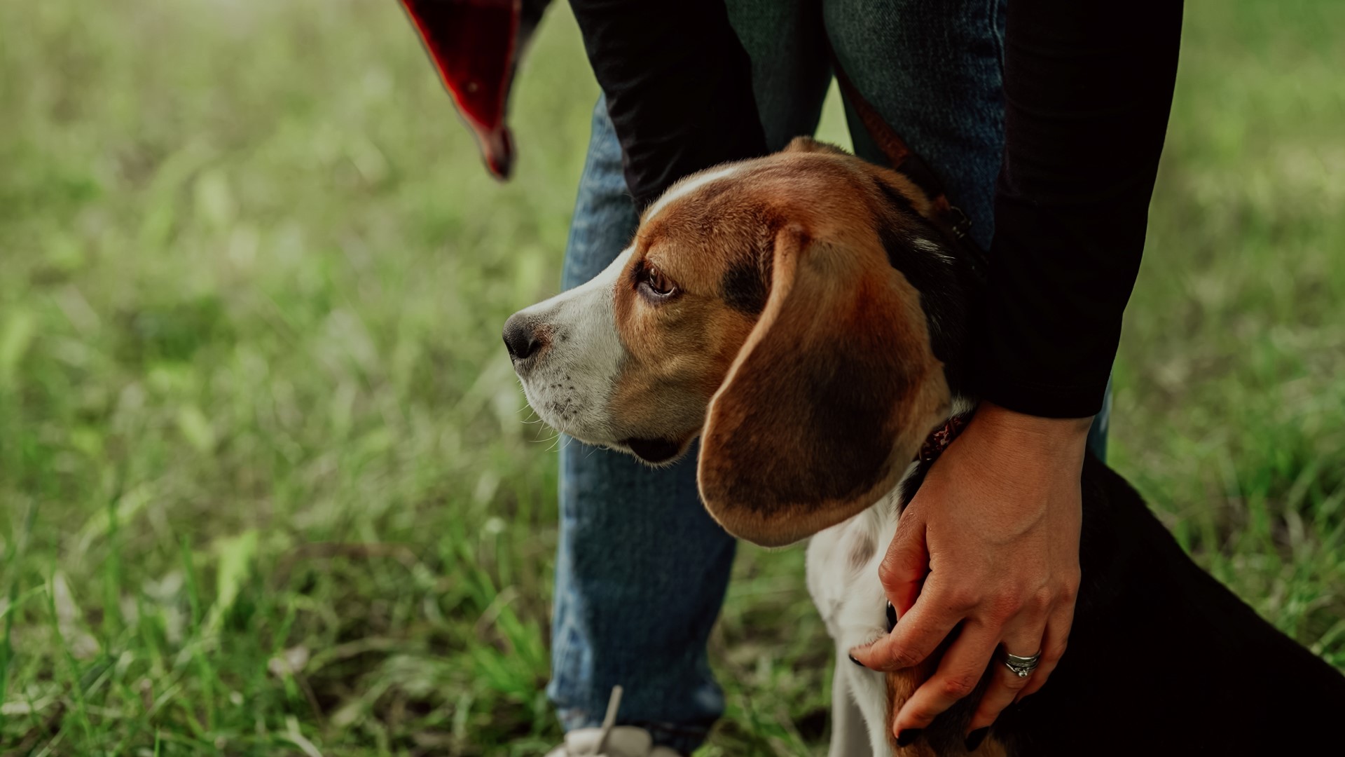 Photo d'un petit beagle