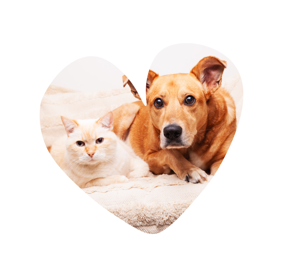 Image de chien et chat